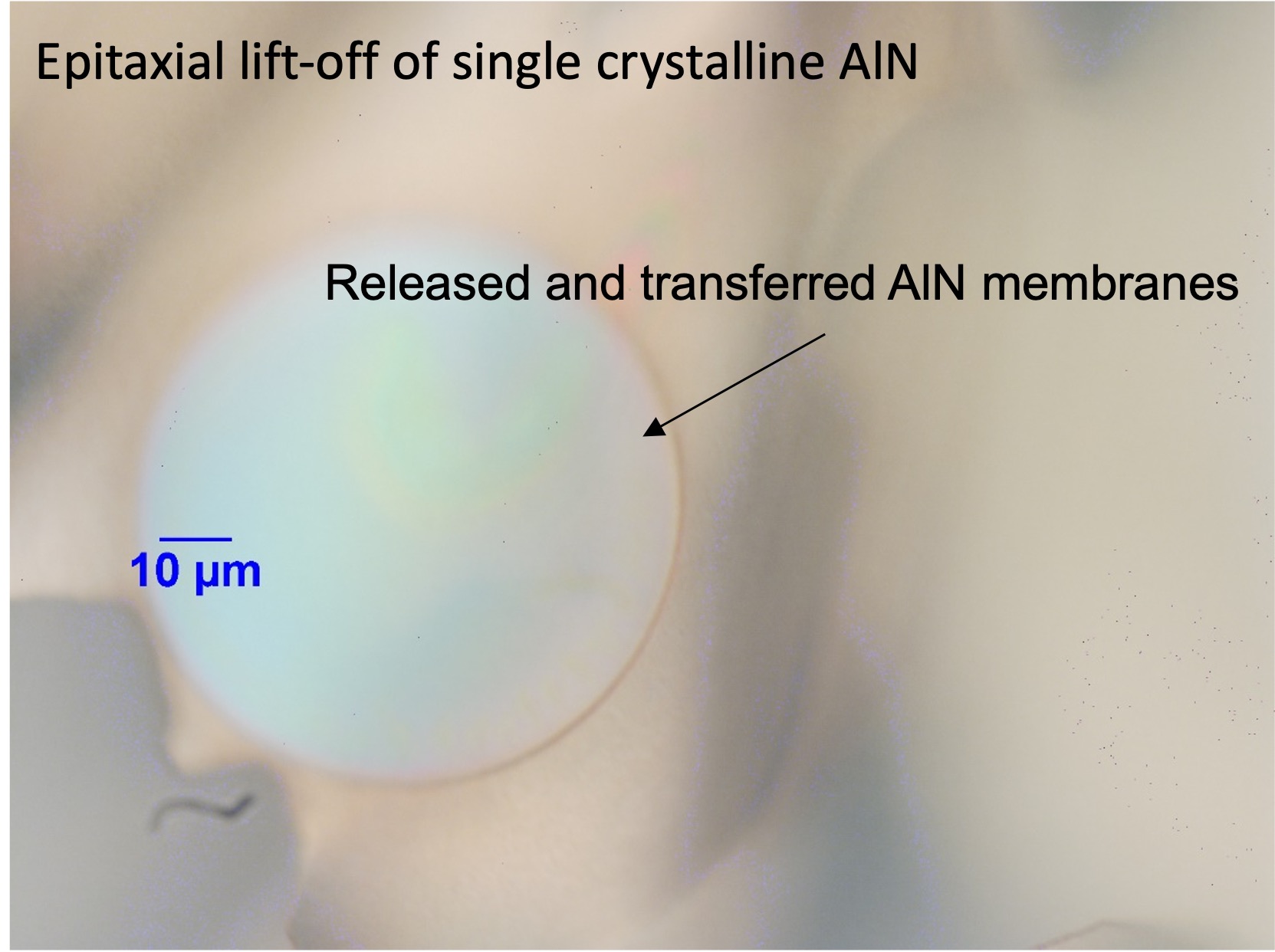 AlN membrane SEM